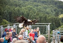 Mitten im Flug - Torben Gocke