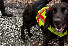 hund-kira - 1 - 1 - Bild: Mathias Meusert