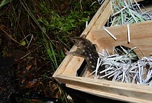 Beutelmarder - QUEENSLAND DEPARTMENT OF ENVIRONMENT AND SCIENCE/AAP/dpa