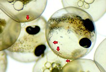 Fisch-Embryonen entwickeln sich trotz anhaftender Mikroplastikfasern (Pfeile) unbeschadet. - Th&uuml;nen-Institut/dpa