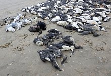 Tote Meeresv&ouml;gel auf der Nordsee-Insel Fan&oslash;. - S&oslash;ren Vinding/DOF/dpa