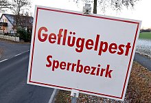 Vogelgrippe - dpa (Symbolbild)