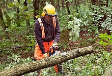 Kleine Bäume zersägen - Foto: Claudio Kalex/Selbst ist der Mann/dpa-tmn