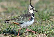 Kiebitz - Foto: Patrick Pleul/dpa-Zentralbild/dpa