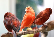 Kanarienv&ouml;gel - Foto: Caroline Seidel