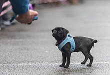 Mops - Foto: Daniel Maurer/dpa