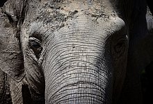 Elefantenkuh Targa - Karl-Josef Hildenbrand/dpa