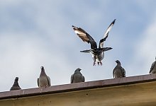 Tauben auf dem Dach - Foto: Silas Stein/dpa/dpa-tmn