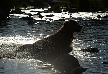 Hund beim Baden - Foto: Patrick Seeger/dpa