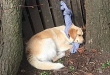 Hund ausgesetzt - Tierheim Eichenhof