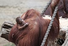 Orang-Utan-Baby - Carina Braun/Zoo Rostock/dpa
