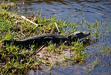 Zurich Classic Golfturnier in Louisiana - Gerald Herbert/AP