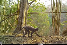 Affe - Foto: WWF Myanmar/dpa