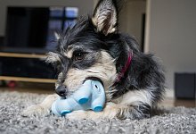 Besch&auml;ftigungs f&uuml;r Tiere daheim - Foto: Sabine M&uuml;nch/Deutscher Tierschutzbund e.V./dpa-tmn