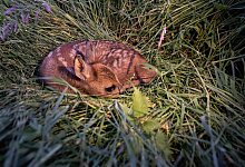 Rehkitz im hohen Gras - Swen Pf&ouml;rtner/dpa/dpa-tmn