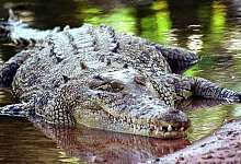 Ein Salzwasserkrokodil im Northern Territory - epa/dpa