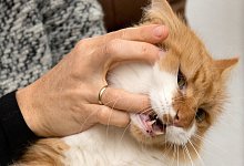 Tierbiss - Foto: Andrea Warnecke/dpa-tmn