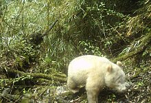 Albino-Panda in China - XinHua/dpa