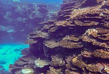 Korallensterben am Great Barrier Reef - -/LTMP/dpa