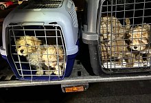 Geschmuggelte Wundewelpen - Hauptzollamt Braunschweig/dpa