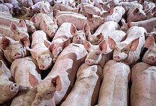 Schweinehaltung - Sina Schuldt/dpa