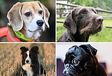 Riechen Hunde eigentlich alle gleich gut? - Uwe Anspach/dpa