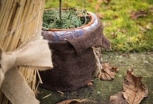 Garten winterfest machen - Olivenbaum - Christin Klose/dpa Themendienst/dpa-tmn