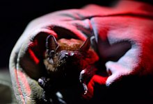 Auf zahlreichen Veranstaltungen k&ouml;nnen Naturfreunde bei der diesj&auml;hrigen &laquo;Batnight&raquo; wieder in die Welt der Flederm&auml;use eintauchen. - Martin Schutt/dpa-Zentralbild/dpa