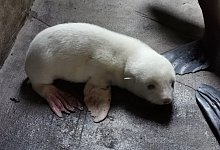 Seeb&auml;renbaby - Foto: ---/Hagenbeck/dpa