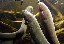 Zitteraale - Foto: Katja Theilen/Archiv