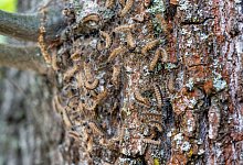 Eichenprozessionsspinnernest - Zacharie Scheurer/dpa-tmn/dpa