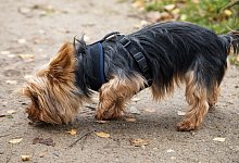 Hund frisst Essensreste im Park - Foto: Christin Klose/dpa-tmn