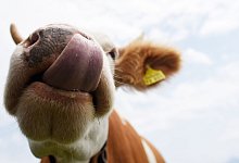 Eine Kuh auf der Alm - Angelika Warmuth/dpa/dpa-tmn
