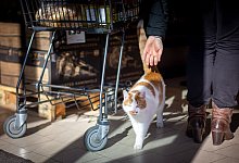 Kater - Foto: Sina Schuldt/dpa