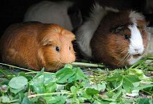 Saftiges Futter f&uuml;r Meerschweinchen - Jennifer Jahns/dpa-tmn/dpa