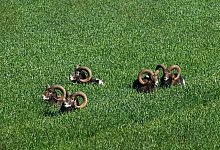 Die Mufflon-Herde lebt seit mehr als 50 Jahren im Teutoburger Wald. - Ludger B&uuml;skens