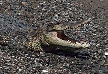 Krokodil in Indonesien - Muhammad Taufan/dpa