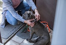 Umgangsrecht f&uuml;r Hunde - Christin Klose/dpa-tmn