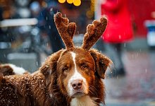 Ein Hund mit einem Plüsch-Geweih auf dem Kopf - Andreas Arnold/dpa/dpa-tmn