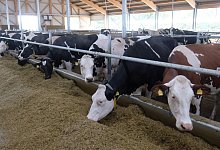 Milchk&uuml;he im Stall - Foto: Sebastian Willnow/dpa-Zentralbild/dpa