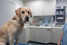 Labrador Paul - Sylvia Frevert