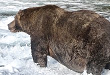 Braunb&auml;r 747 - Foto: -/Katmai National Park and Preserve/dpa