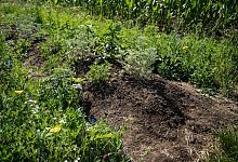 K&auml;ferbank - IVA e.V./dpa-tmn