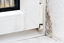 Schimmel an Fenster - Andrea Warnecke/dpa-tmn