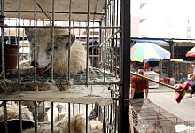 Tiermarkt in China - Foto: Paul Hilton/epa/dpa