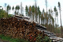 Forschergruppe bezweifelt Studie zu Aufforstung gegen Klimawandel - Foto: Uwe Zucchi/dpa