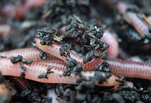 Regenw&uuml;rmer bedeckt mit Erde - Sebastian Gollnow/dpa/dpa-tmn