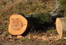 nature-20186321 - Symbolbild: Pixabay