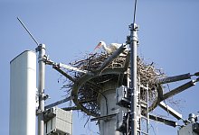 storch-funkmast-28042022 - Roland Thöring