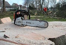 Blutbuche - Till Brand